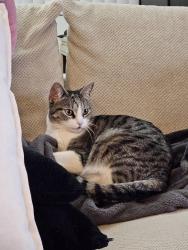 Lost Female Cat last seen Chester and Union, Pasadena, CA 91106