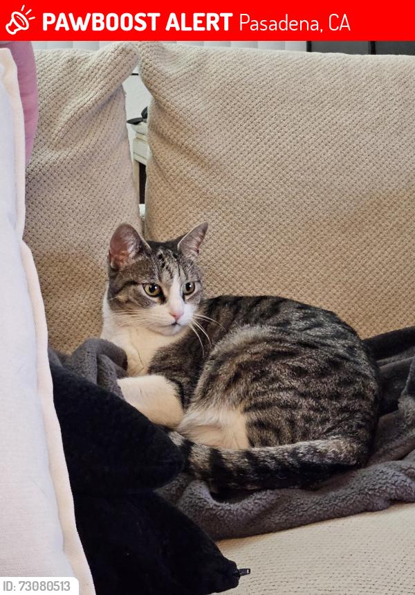 Lost Female Cat last seen Chester and Union, Pasadena, CA 91106