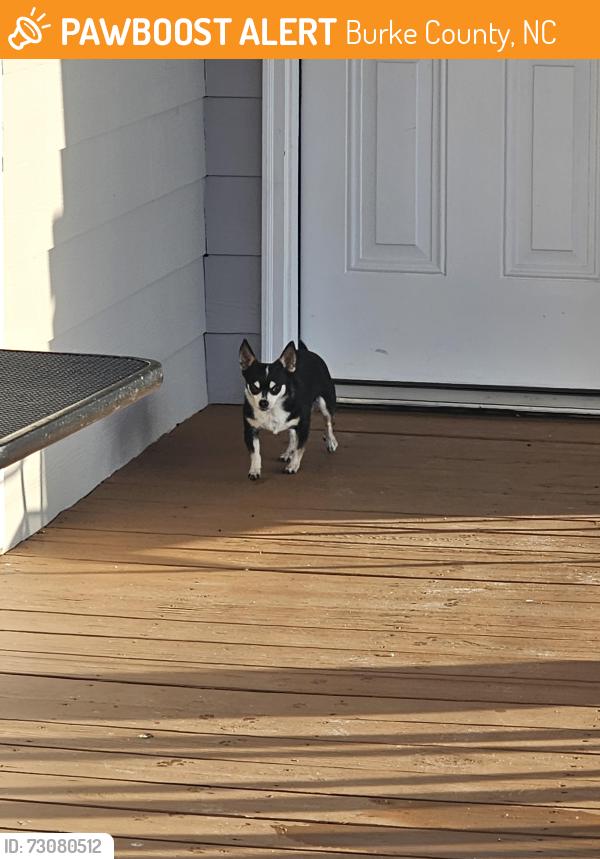 Found/Stray Female Dog last seen Patton Rd and Dysartville, Burke County, NC 28655