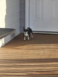 Found/Stray Female Dog last seen Patton Rd and Dysartville, Burke County, NC 28655