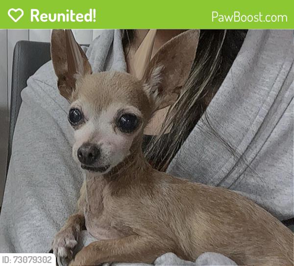 Reunited Female Dog last seen 8587–8591 Algon Ave Philadelphia, PA  19152 United States, Philadelphia, PA 19152