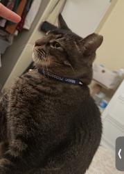 Lost Male Cat last seen N Sterling Blvd, Sterling, VA 20164