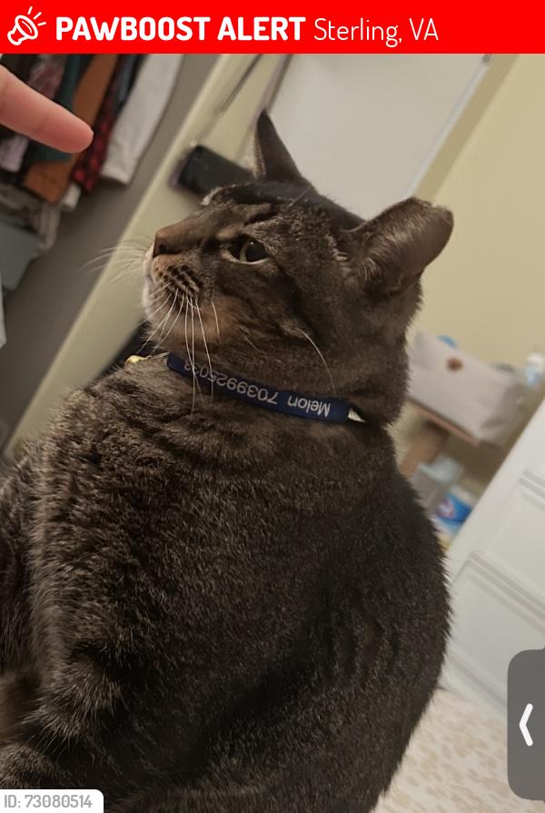 Lost Male Cat last seen N Sterling Blvd, Sterling, VA 20164