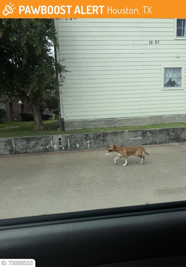 Found/Stray Male Dog last seen Kirkwood, Houston, TX 77072