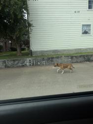 Found/Stray Male Dog last seen Kirkwood, Houston, TX 77072
