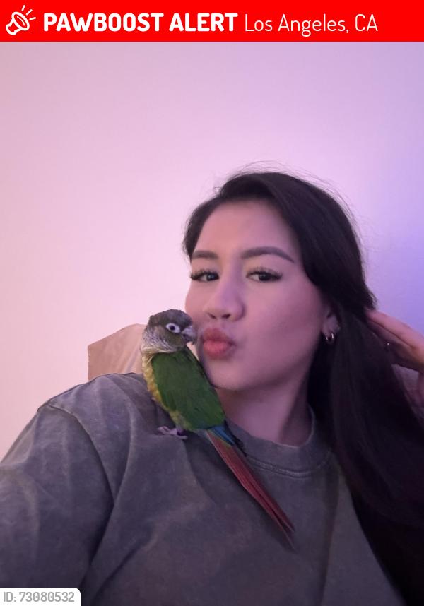 Lost Female Bird last seen Las Palmas & De Longpre/Fountain, Los Angeles, CA 90028