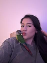 Lost Female Bird last seen Las Palmas & De Longpre/Fountain, Los Angeles, CA 90028