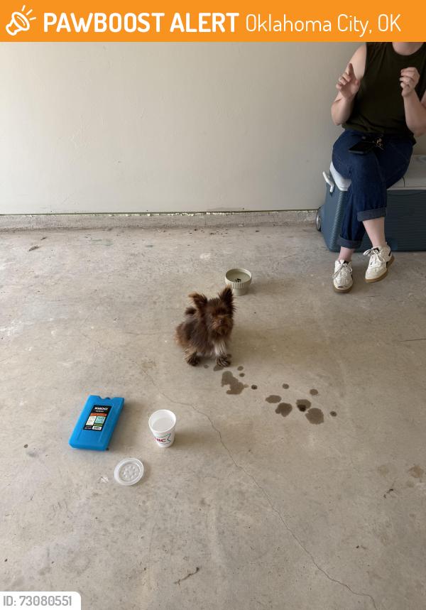 Found/Stray Male Dog last seen Church, Oklahoma City, OK 73132