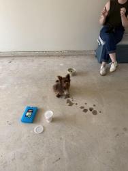 Found/Stray Male Dog last seen Church, Oklahoma City, OK 73132