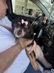 Lost Female Dog last seen Forest Hill Blvd, West Palm Beach, FL 33415
