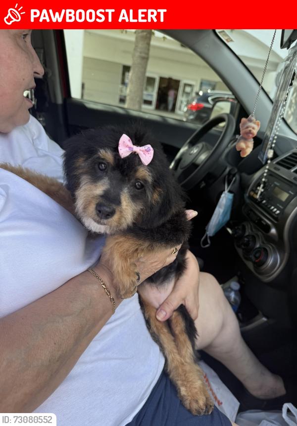 Lost Female Dog last seen Forest Hill Blvd, West Palm Beach, FL 33415