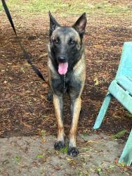 Found/Stray Female Dog last seen Redan, Sherrington and Bexley, DeKalb County, GA 30083