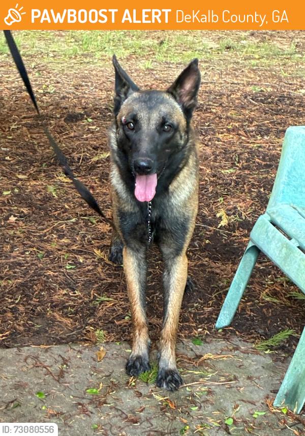 Found/Stray Female Dog last seen Redan, Sherrington and Bexley, DeKalb County, GA 30083