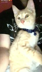 Lost Male Cat last seen Near Broad Street, Auburn Maine, Auburn, ME 04210
