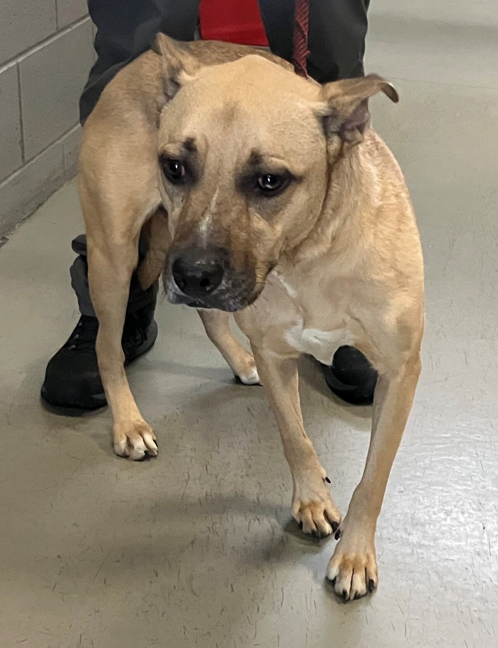 Shelter Stray Female Dog last seen Near Monroe Avenue, STATEN ISLAND, NY, 10301, 3139 Veterans Rd W, Staten Island, NY 10309, USA