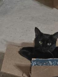 Reunited Female Cat last seen Spokane and Washington, Albany, CA 94706