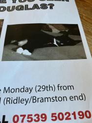 Lost Male Cat last seen Near WROTTESLEY ROAD, Greater London, England NW10 5TY