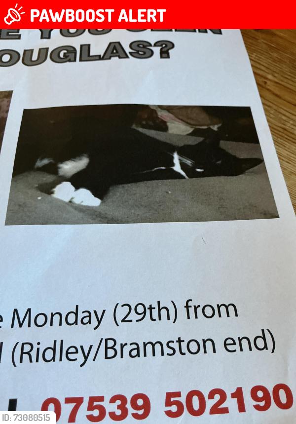 Lost Male Cat last seen Near WROTTESLEY ROAD, Greater London, England NW10 5TY