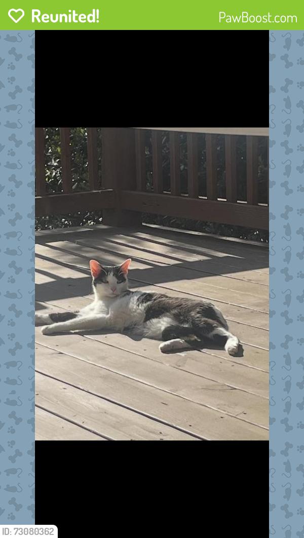 Reunited Male Cat last seen Daniel Lewis Ln, Oakton, VA 22181, USA, Oakton, VA 22181