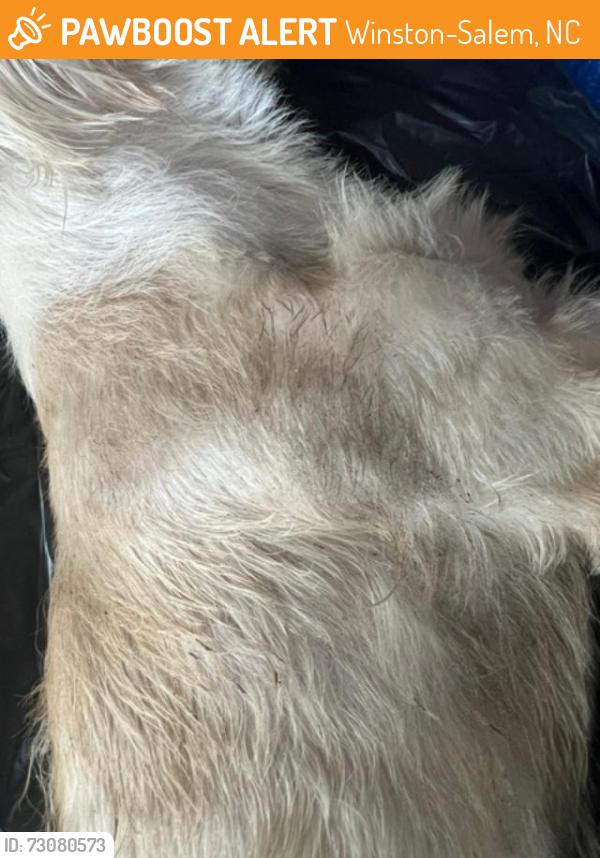 Found/Stray Female Dog last seen Hwy 52 N, Winston-Salem, NC 27105