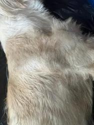 Found/Stray Female Dog last seen Hwy 52 N, Winston-Salem, NC 27105