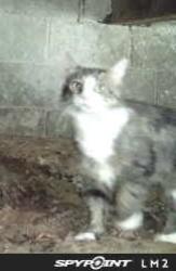 Found/Stray Unknown Cat last seen Olean street, Schenectady, NY 12306