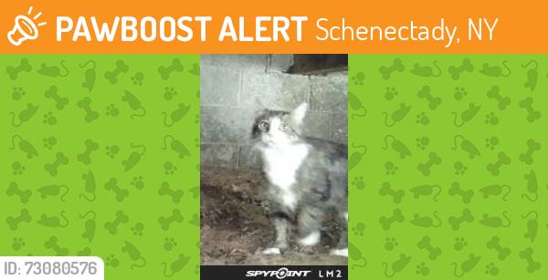 Found/Stray Unknown Cat last seen Olean street, Schenectady, NY 12306