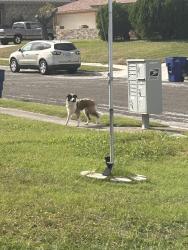 Found/Stray Unknown Dog last seen Whitney dr neighborhood, Copperas Cove, TX 76522