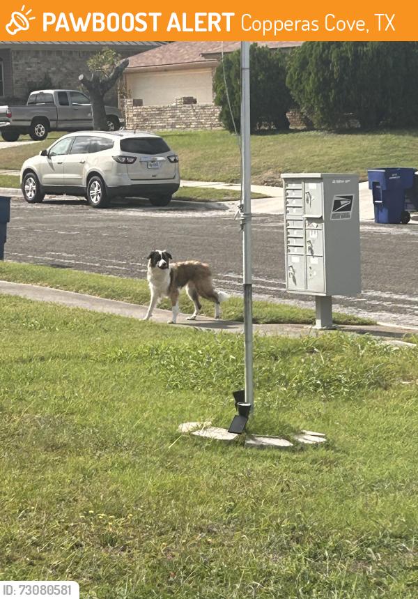 Found/Stray Unknown Dog last seen Whitney dr neighborhood, Copperas Cove, TX 76522