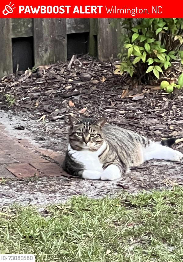 Lost Female Cat last seen Hardscrabble Ct and Owencroft Dr, Wilmington, NC 28409