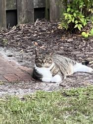 Lost Female Cat last seen Hardscrabble Ct and Owencroft Dr, Wilmington, NC 28409