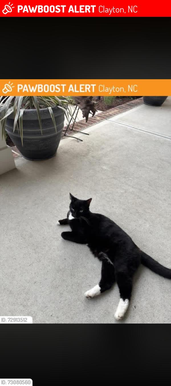 Lost Male Cat last seen Village walk drive and Beaufort loop, Clayton, NC 27527