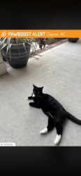 Lost Male Cat last seen Village walk drive and Beaufort loop, Clayton, NC 27527