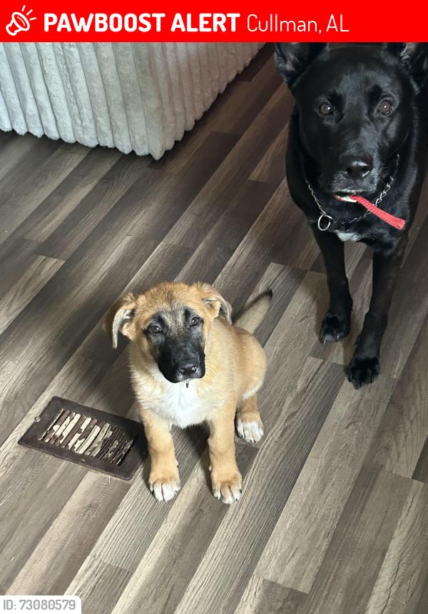 Lost Male Dog last seen By the skate park and 2nd ave in Cullman, Cullman, AL 35056