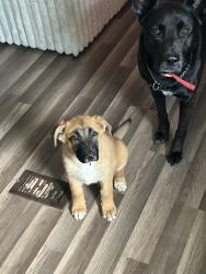 Lost Male Dog last seen By the skate park and 2nd ave in Cullman, Cullman, AL 35056