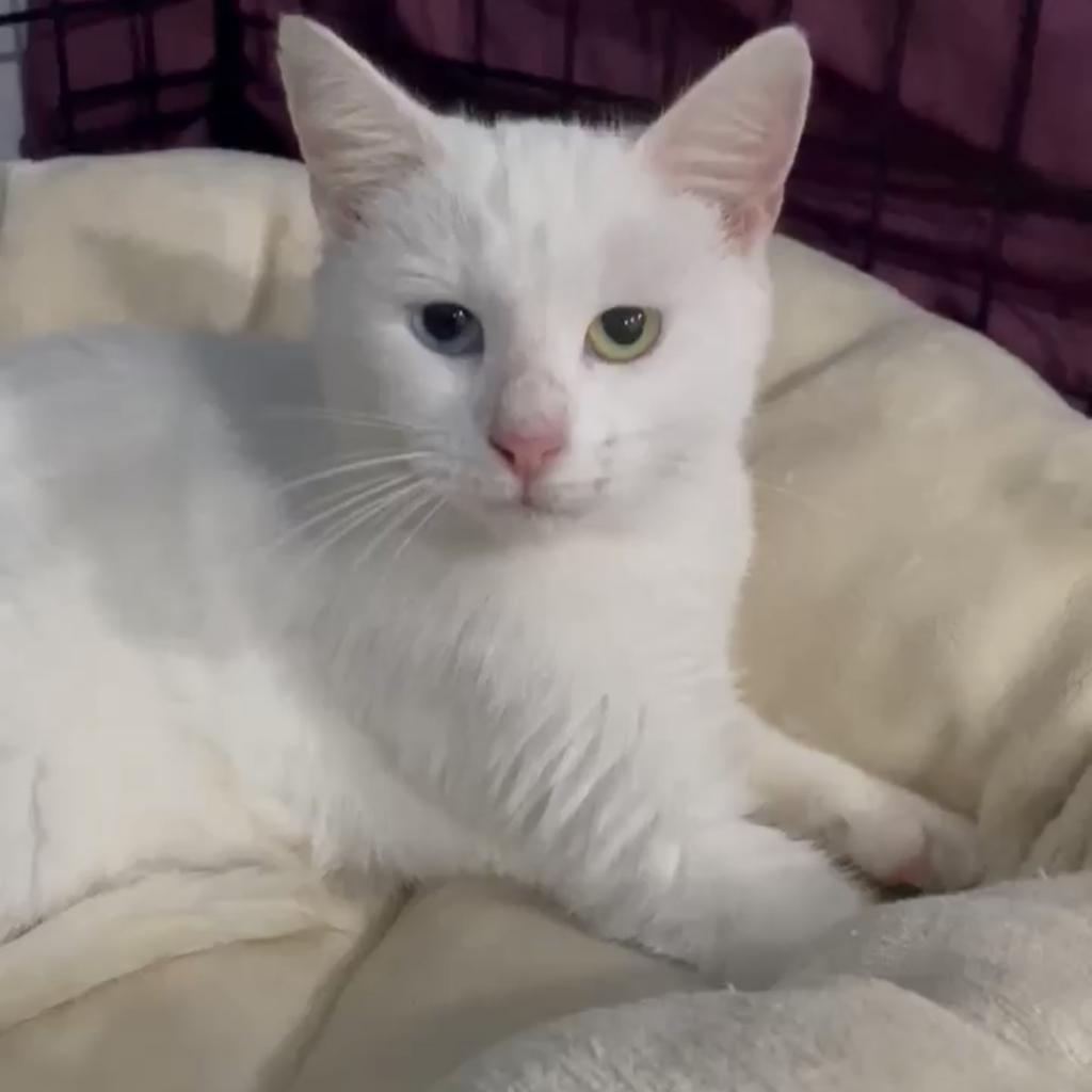 Shelter Stray Female Cat last seen , 8020 Washington St, Port Richey, FL 34668, USA