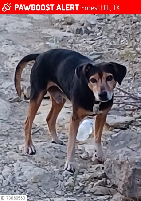 Lost Male Dog last seen Ford St, Forest Hill, TX 76119