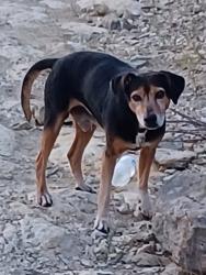 Lost Male Dog last seen Ford St, Forest Hill, TX 76119