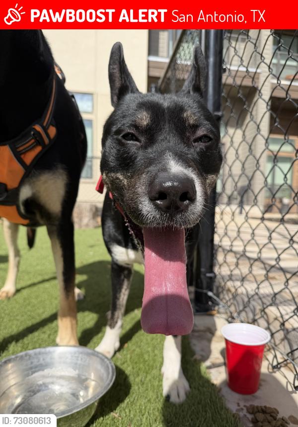 Lost Male Dog last seen Near sonterra blvd, San Antonio, TX 78259