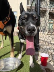Lost Male Dog last seen Near sonterra blvd, San Antonio, TX 78259