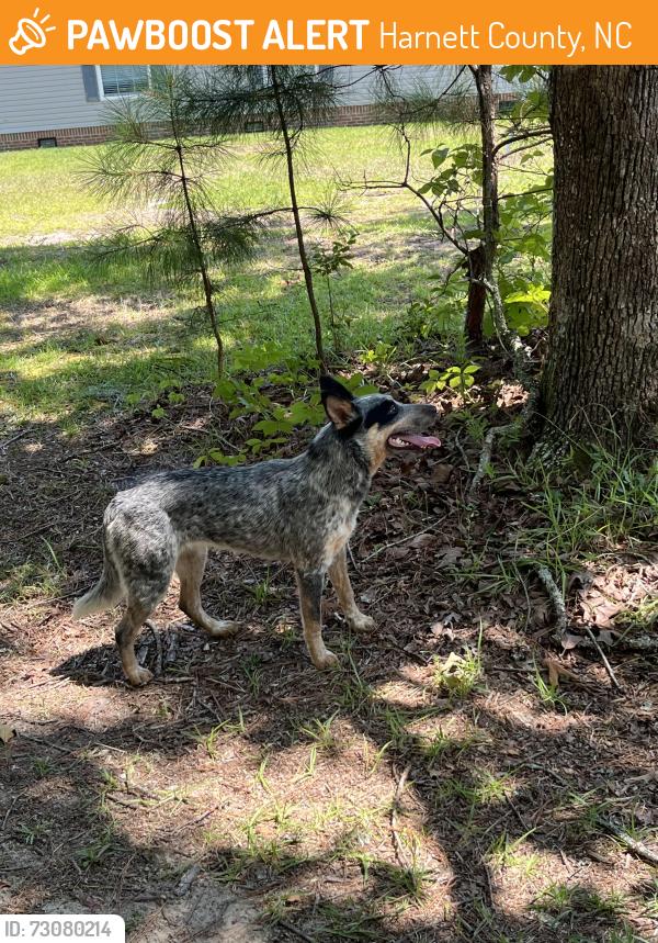 Found/Stray Unknown Dog last seen Near Darroch Rd, Lillington NC, Harnett County, NC 28323