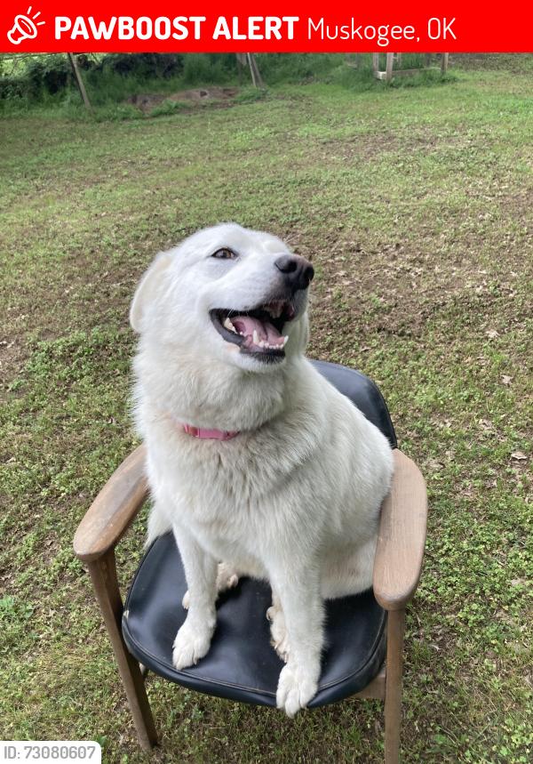 Lost Female Dog last seen Country Club / Sally Brown Road / Old Paul’s Dinner, Muskogee, OK 74403