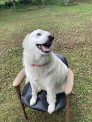 Lost Female Dog last seen Country Club / Sally Brown Road / Old Paul’s Dinner, Muskogee, OK 74403