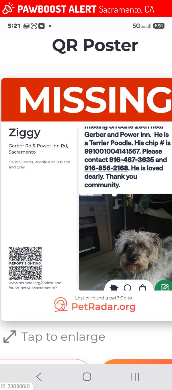 Lost Male Dog last seen Gerber and Power Inn, Sacramento, CA 95828