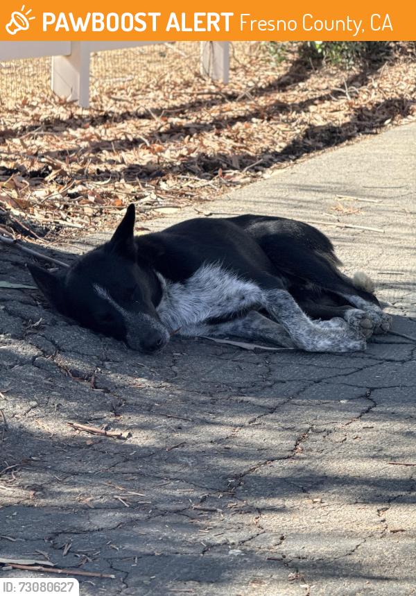 Found/Stray Female Dog last seen Academy and shepherd, Fresno County, CA 93619