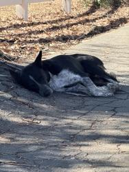 Found/Stray Female Dog last seen Academy and shepherd, Fresno County, CA 93619