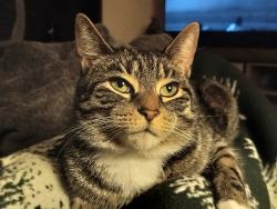 Lost Female Cat last seen Sycamore Ridge neighborhood, MD, Frederick, MD 21702