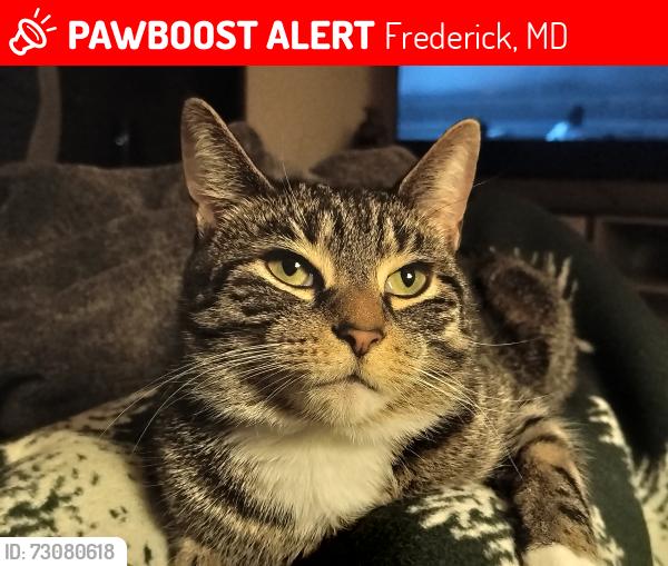 Lost Female Cat last seen Sycamore Ridge neighborhood, MD, Frederick, MD 21702