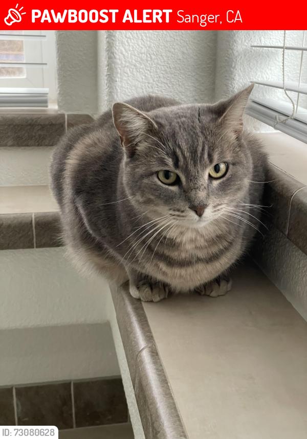 Lost Female Cat last seen China Creek Park, Sanger, CA 93657