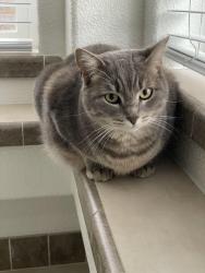 Lost Female Cat last seen China Creek Park, Sanger, CA 93657